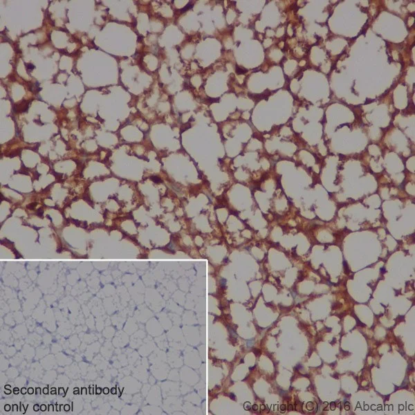 Immunohistochemistry (Formalin/PFA-fixed paraffin-embedded sections) - Anti-Adipose Triglyceride Lipase antibody [EPR19650] - BSA and Azide free (AB240381)
