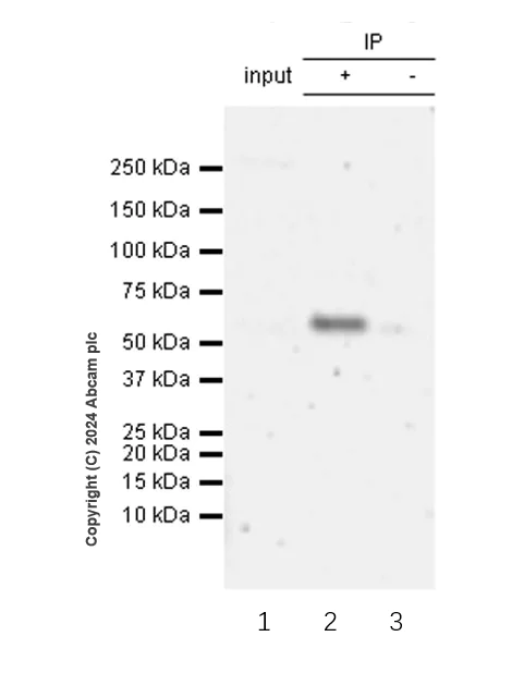 Immunoprecipitation - Anti-Adipose Triglyceride Lipase (phospho S406) antibody [EPR27159-29] - BSA and Azide free (AB317611)