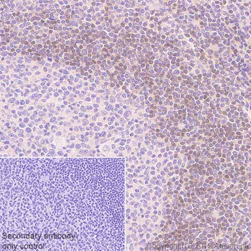Immunohistochemistry (Formalin/PFA-fixed paraffin-embedded sections) - Anti-ADK antibody [EPR23166-143] (AB243636)