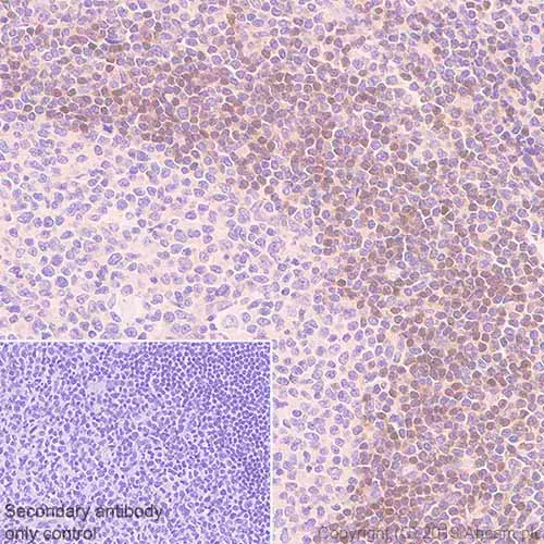 Immunohistochemistry (Formalin/PFA-fixed paraffin-embedded sections) - Anti-ADK antibody [EPR23166-143] (AB243636)