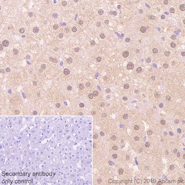 Immunohistochemistry (Formalin/PFA-fixed paraffin-embedded sections) - Anti-ADK antibody [EPR23166-143] - BSA and Azide free (AB267400)