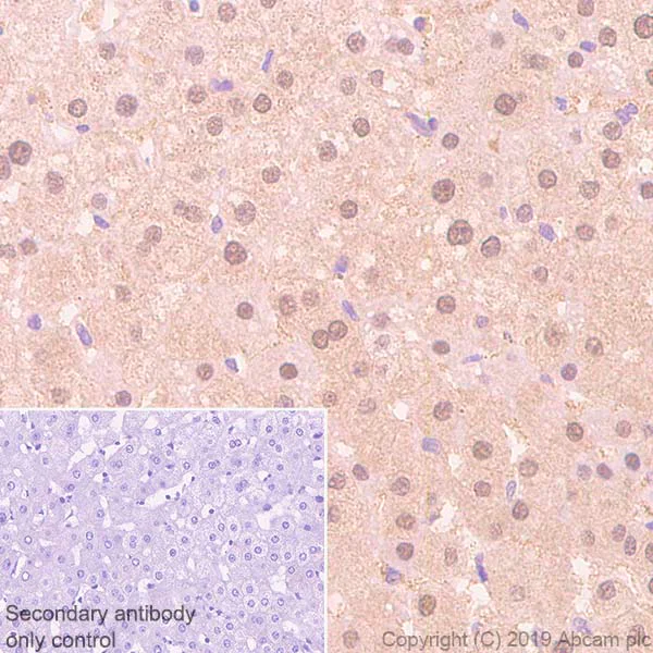 Immunohistochemistry (Formalin/PFA-fixed paraffin-embedded sections) - Anti-ADK antibody [EPR23166-143] - BSA and Azide free (AB267400)