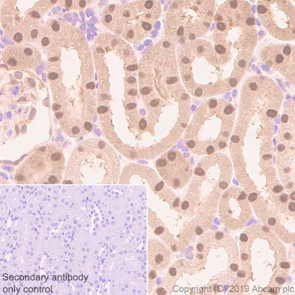 Immunohistochemistry (Formalin/PFA-fixed paraffin-embedded sections) - Anti-ADK antibody [EPR23166-143] - BSA and Azide free (AB267400)