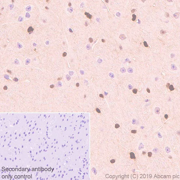 Immunohistochemistry (Formalin/PFA-fixed paraffin-embedded sections) - Anti-ADK antibody [EPR23166-143] - BSA and Azide free (AB267400)