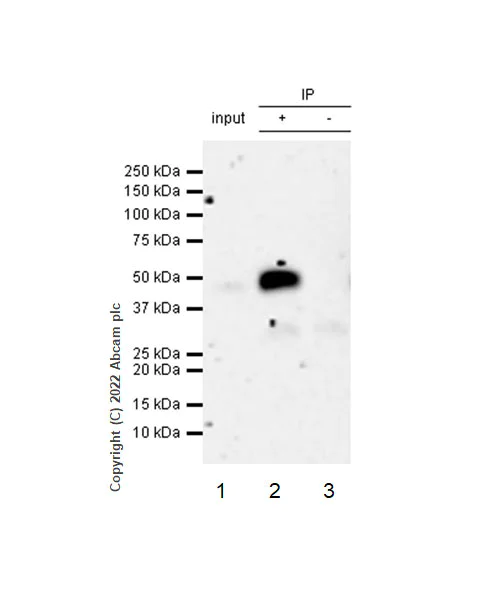 Immunoprecipitation - Anti-ADK antibody [EPR27497-67] (AB307357)
