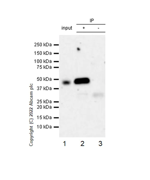 Immunoprecipitation - Anti-ADK antibody [EPR27497-67] - BSA and Azide free (AB307358)