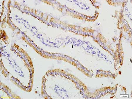 Immunohistochemistry (Formalin/PFA-fixed paraffin-embedded sections) - Anti-ADM2/AM2 antibody (AB203584)