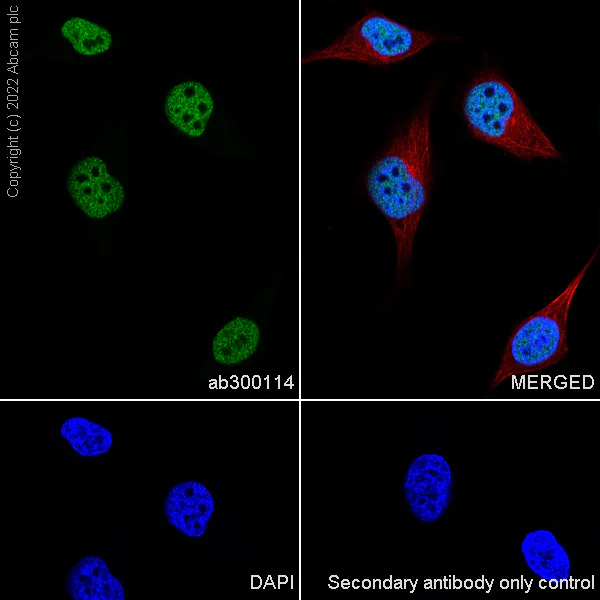Immunocytochemistry - Anti-ADNP antibody [EPR25434-4] (AB300114)