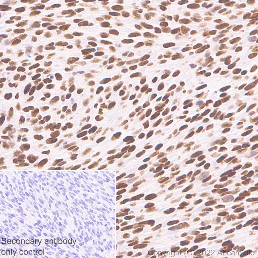 Immunohistochemistry (Formalin/PFA-fixed paraffin-embedded sections) - Anti-ADNP antibody [EPR25434-4] (ab300114), expandable thumbnail
