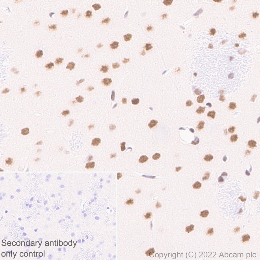 Immunohistochemistry (Formalin/PFA-fixed paraffin-embedded sections) - Anti-ADNP antibody [EPR25434-4] (ab300114), expandable thumbnail