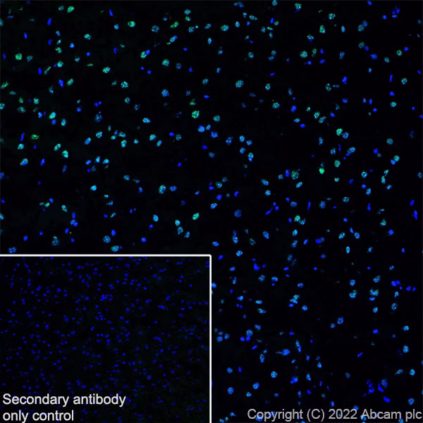 Immunohistochemistry (Frozen sections) - Anti-ADNP antibody [EPR25434-4] (ab300114), expandable thumbnail