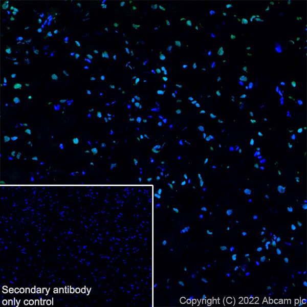 Immunohistochemistry (Frozen sections) - Anti-ADNP antibody [EPR25434-4] (AB300114), expandable thumbnail