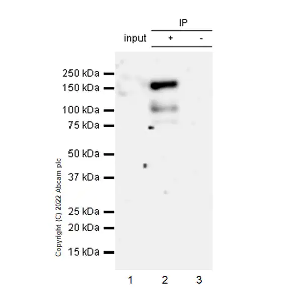 Immunoprecipitation - Anti-ADNP antibody [EPR25434-4] (ab300114), expandable thumbnail