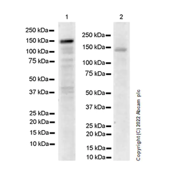 Western blot - Anti-ADNP antibody [EPR25434-4] (ab300114), expandable thumbnail