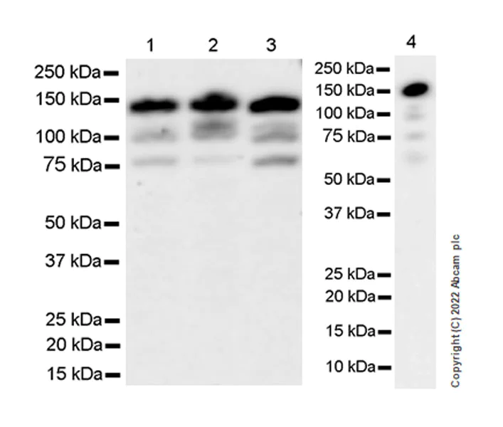 Western blot - Anti-ADNP antibody [EPR25434-4] (AB300114)