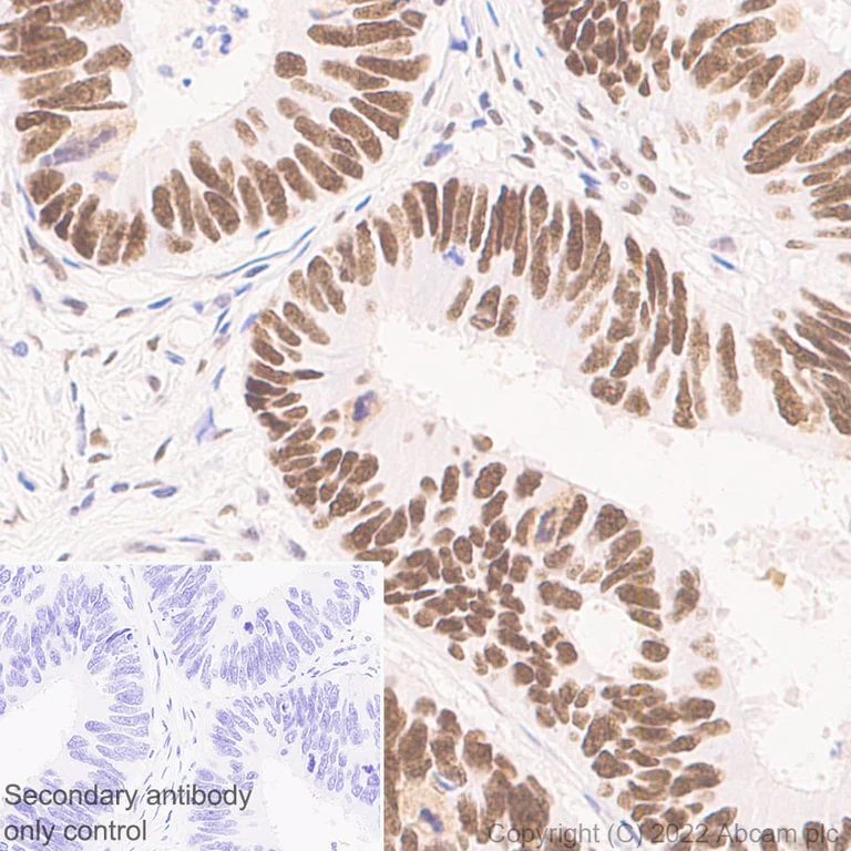 Immunohistochemistry (Formalin/PFA-fixed paraffin-embedded sections) - Anti-ADNP antibody [EPR25434-4] - BSA and Azide free (AB300115)