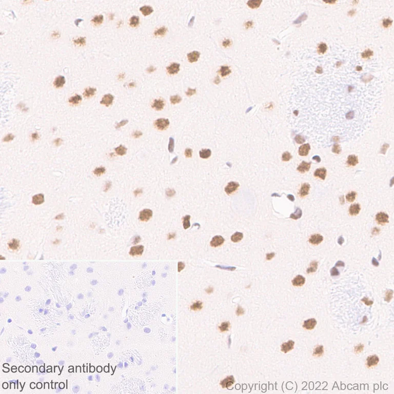 Immunohistochemistry (Formalin/PFA-fixed paraffin-embedded sections) - Anti-ADNP antibody [EPR25434-4] - BSA and Azide free (AB300115)