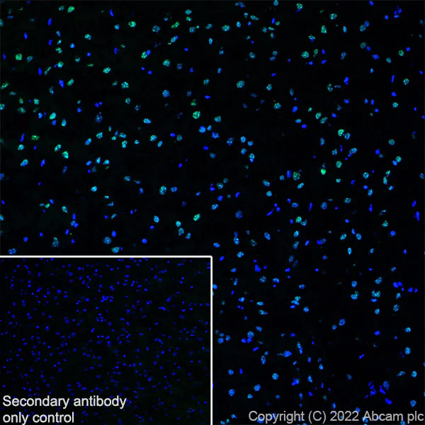 Immunohistochemistry (Frozen sections) - Anti-ADNP antibody [EPR25434-4] - BSA and Azide free (AB300115)