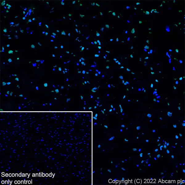 Immunohistochemistry (Frozen sections) - Anti-ADNP antibody [EPR25434-4] - BSA and Azide free (AB300115)