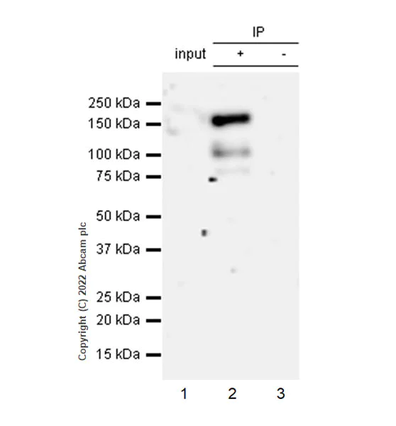 Immunoprecipitation - Anti-ADNP antibody [EPR25434-4] - BSA and Azide free (AB300115)