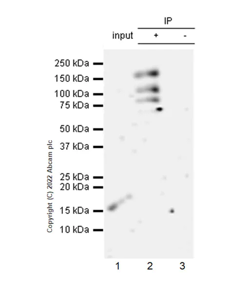 Immunoprecipitation - Anti-ADNP antibody [EPR25434-4] - BSA and Azide free (AB300115)
