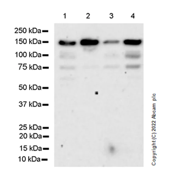 Western blot - Anti-ADNP antibody [EPR25434-4] - BSA and Azide free (AB300115)