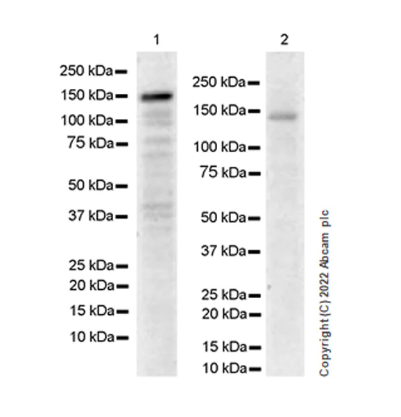 Western blot - Anti-ADNP antibody [EPR25434-4] - BSA and Azide free (AB300115)