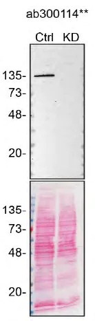 Western blot - Anti-ADNP antibody [EPR25434-4] - BSA and Azide free (AB300115)