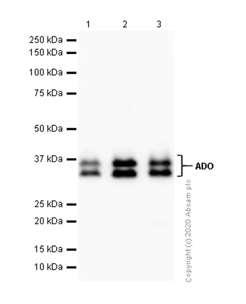 Western blot - Anti-ADO antibody [EPR6581] - BSA and Azide free (AB248683)
