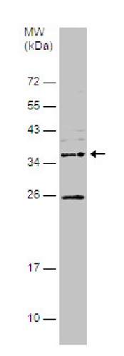 Western blot - Anti-ADPRHL1 antibody (AB229252), expandable thumbnail