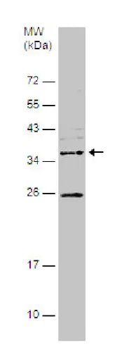 Western blot - Anti-ADPRHL1 antibody (AB229252)