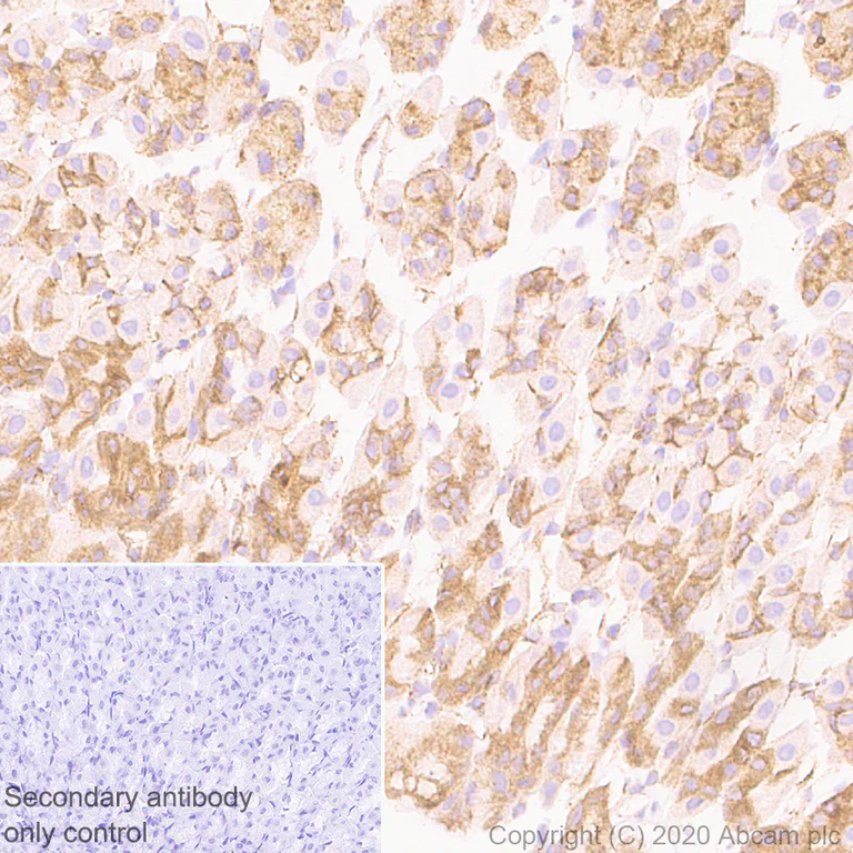 Immunohistochemistry (Formalin/PFA-fixed paraffin-embedded sections) - Anti-ADRA1B antibody [EPR10336] (AB169523)