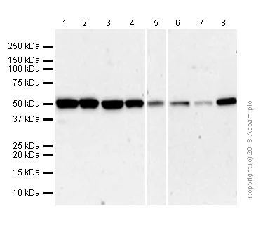 Western blot - Anti-ADRA1B antibody [EPR10336] (AB169523)