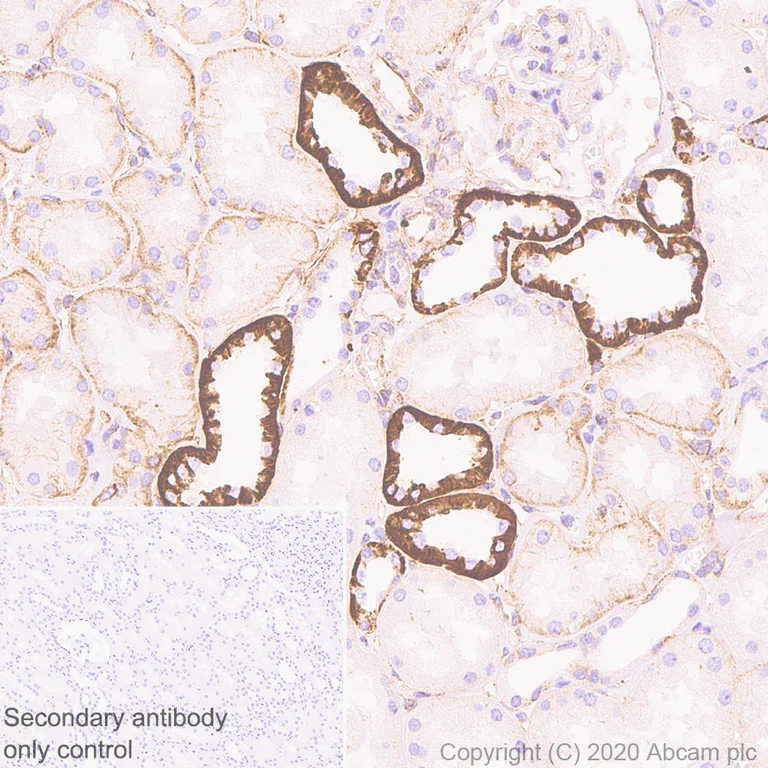 Immunohistochemistry (Formalin/PFA-fixed paraffin-embedded sections) - Anti-ADRA1B antibody [EPR10336] - BSA and Azide free (AB245776)