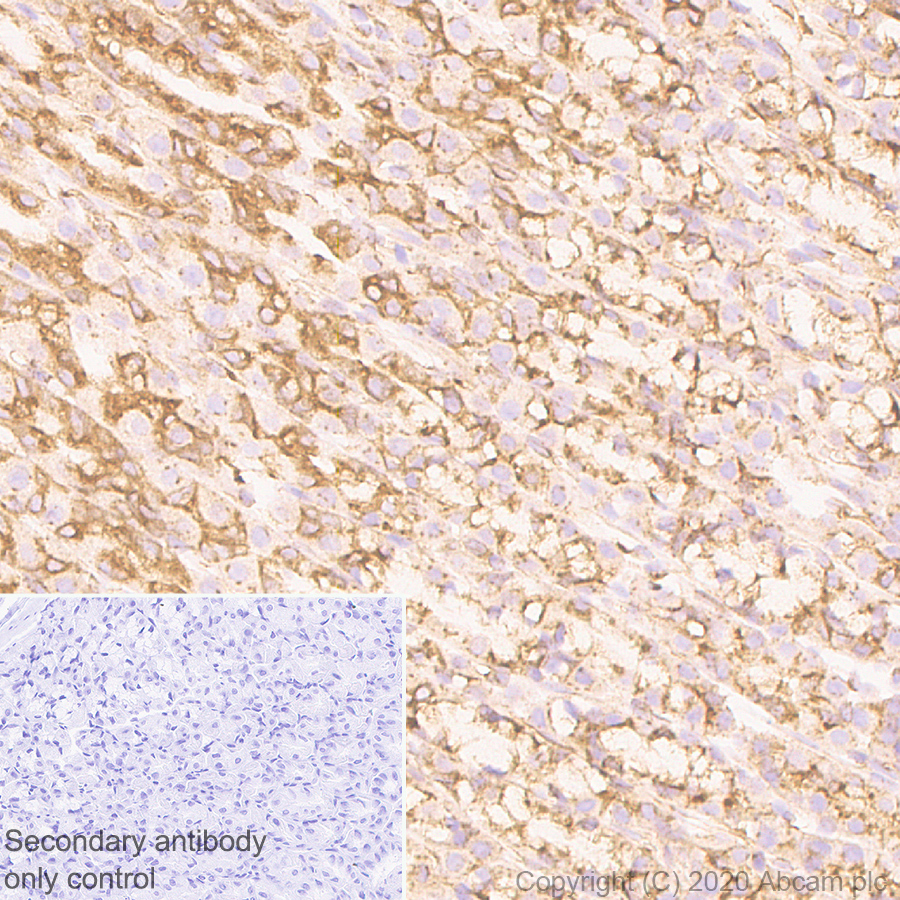 Immunohistochemistry (Formalin/PFA-fixed paraffin-embedded sections) - Anti-ADRA1B antibody [EPR10336] - BSA and Azide free (AB245776)