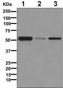 Western blot - Anti-ADRA1B antibody [EPR10336] - BSA and Azide free (AB245776)