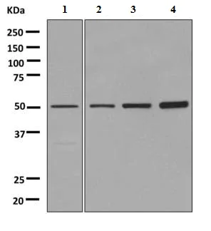 Western blot - Anti-ADRA2B antibody [EPR9623] - BSA and Azide free (AB249044)