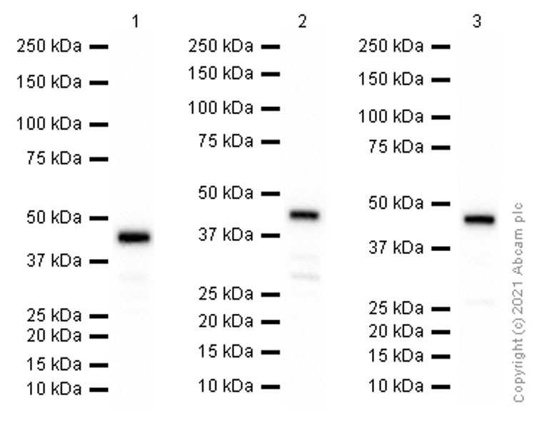 Anti-ADRM1/ARM-1 antibody [EPR11449(B)]