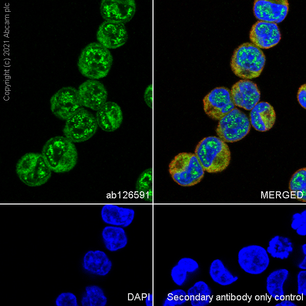 Immunocytochemistry/ Immunofluorescence - Anti-ADRM1/ARM-1 antibody [EPR11449(B)] - BSA and Azide free (AB249293), expandable thumbnail