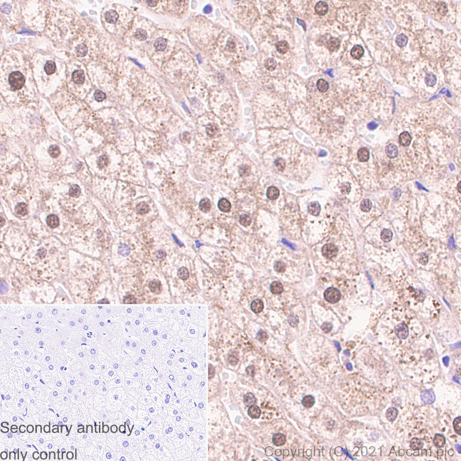 Immunohistochemistry (Formalin/PFA-fixed paraffin-embedded sections) - Anti-ADRM1/ARM-1 antibody [EPR11449(B)] - BSA and Azide free (AB249293), expandable thumbnail