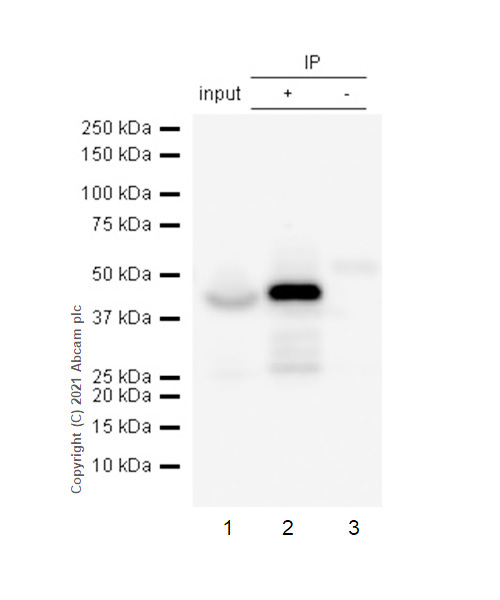 Immunoprecipitation - Anti-ADRM1/ARM-1 antibody [EPR11449(B)] - BSA and Azide free (ab249293), expandable thumbnail