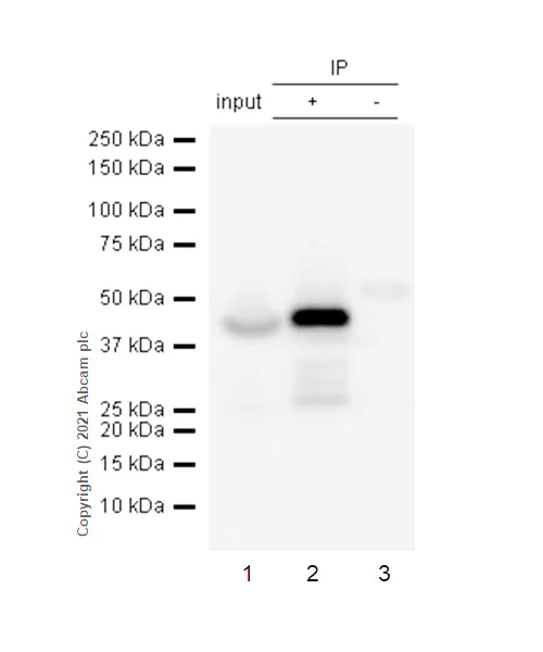 Immunoprecipitation - Anti-ADRM1/ARM-1 antibody [EPR11449(B)] - BSA and Azide free (AB249293)