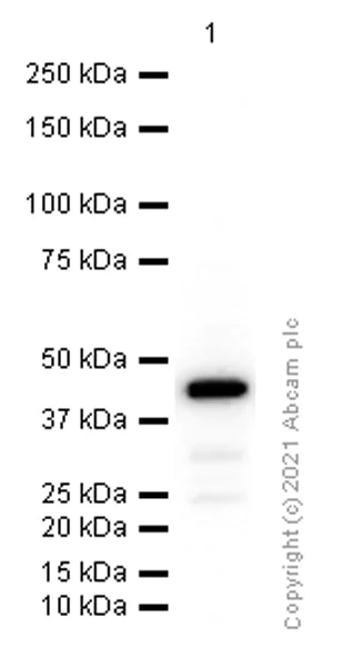 Western blot - Anti-ADRM1/ARM-1 antibody [EPR11449(B)] - BSA and Azide free (AB249293)