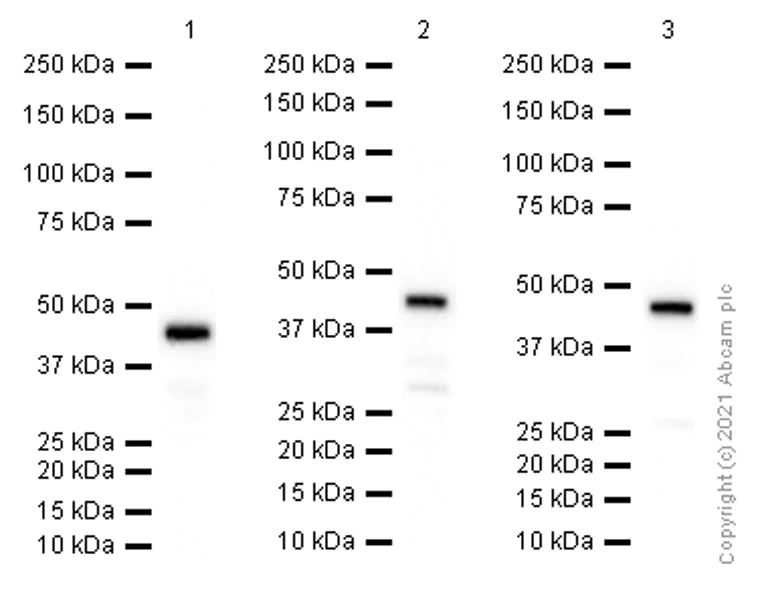 Western blot - Anti-ADRM1/ARM-1 antibody [EPR11449(B)] - BSA and Azide free (AB249293)