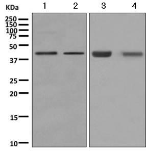 Western blot - Anti-ADRM1/ARM-1 antibody [EPR11450(B)] (AB157218)