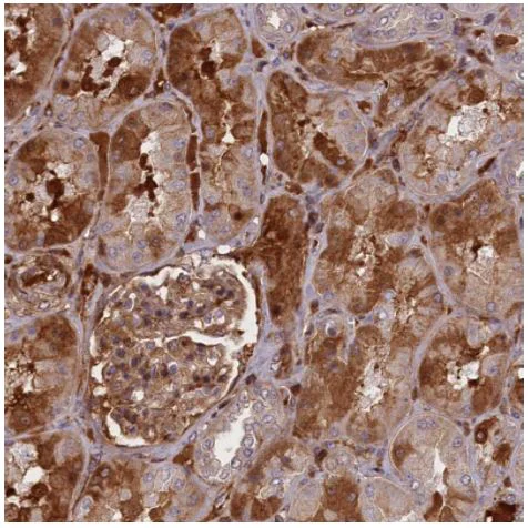 Immunohistochemistry (Formalin/PFA-fixed paraffin-embedded sections) - Anti-Adropin antibody (AB122800)