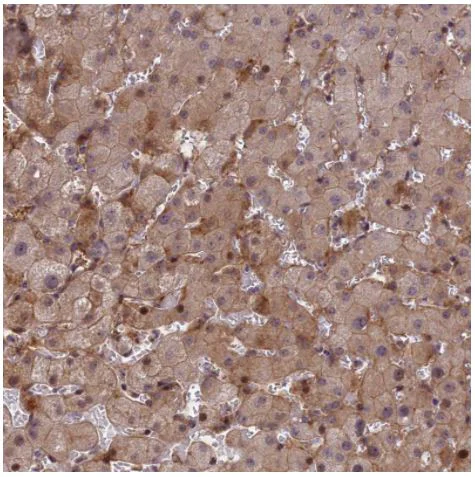 Immunohistochemistry (Formalin/PFA-fixed paraffin-embedded sections) - Anti-Adropin antibody (AB122800)
