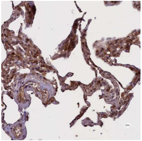 Immunohistochemistry (Formalin/PFA-fixed paraffin-embedded sections) - Anti-Adropin antibody (AB122800)