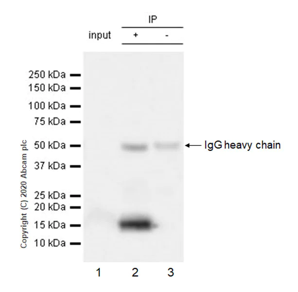 Immunoprecipitation - Anti-Adropin antibody [EPR24382-57] - BSA and Azide free (AB279721)