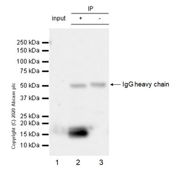 Immunoprecipitation - Anti-Adropin antibody [EPR24382-57] - BSA and Azide free (AB279721), expandable thumbnail